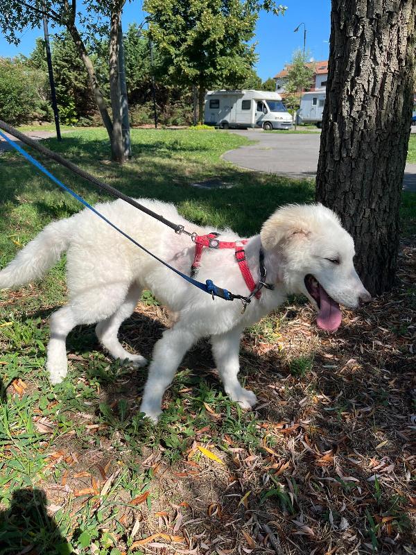 COCO BELLISSIMO CUCCIOLO MAREMMANO Foto 3